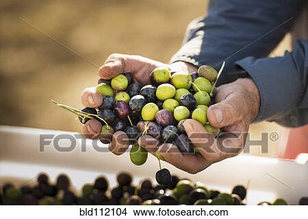 Caucasian man with handful of olives View Large Photo Image Picture - Caucasian man with handful of olives. Fotosearch