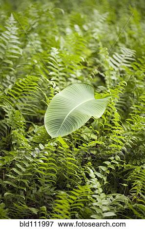 Stock Photo - Close up of leaf on fern bed. Fotosearch