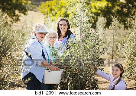 Family picking olives in grove View Large Photo Image Stock Image - Family picking olives in grove. Fotosearch