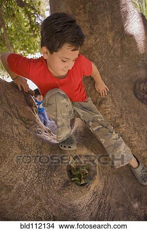Picture - Hispanic boy climbing in tree. Fotosearch