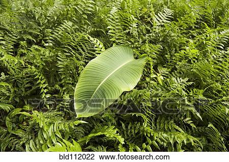 Stock Image - Leaf sitting on bed of ferns. Fotosearch