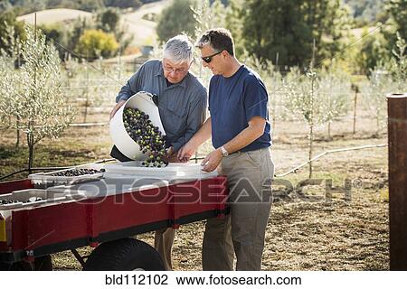 Stock Image - Men working in olive grove. Fotosearch