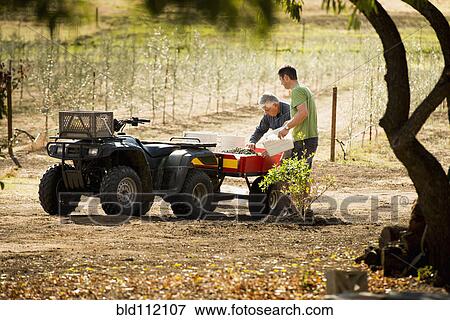 Stock Photo - Men working in olive grove. Fotosearch