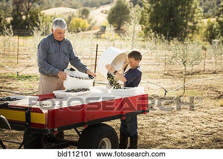 Older Caucasian man and grandson working in olive grove View Large Photo Image Stock Image - Older Caucasian man and grandson working in olive grove. Fotosearch