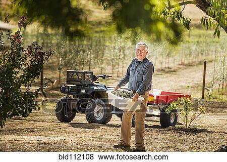 Older Caucasian man working in olive grove View Large Photo Image Stock Photo - Older Caucasian man working in olive grove. Fotosearch