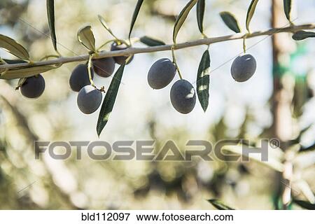 Stock Photo - Olives growing on tree branch. Fotosearch