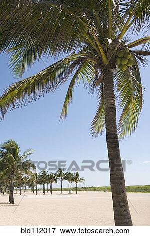 Stock Photo - Palm trees growing on beach. Fotosearch