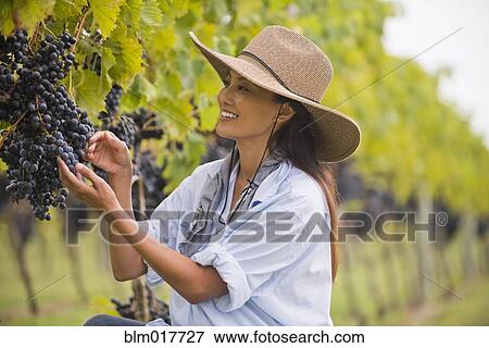 Stock Photo - Asian woman picking grapes in vineyard. Fotosearch