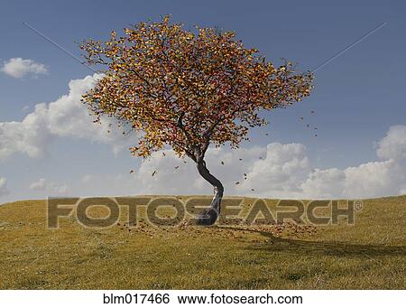 Stock Photograph - Autumn tree growing in rural landscape. Fotosearch