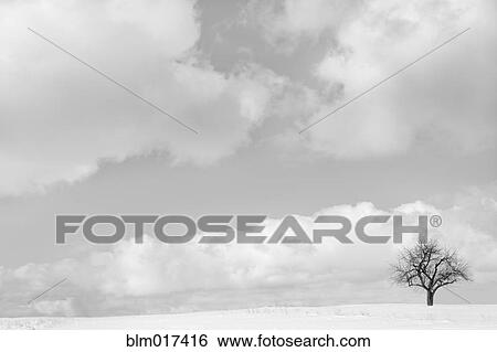 Bare tree and clouds in snowy landscape View Large Photo Image Stock Photograph - Bare tree and clouds in snowy landscape. Fotosearch