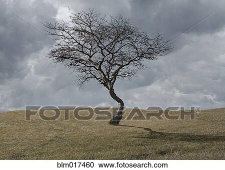 Stock Image - Bare tree growing in rural landscape. Fotosearch