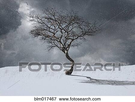 Bare tree in winter landscape View Large Photo Image Stock Photo - Bare tree in winter landscape. Fotosearch