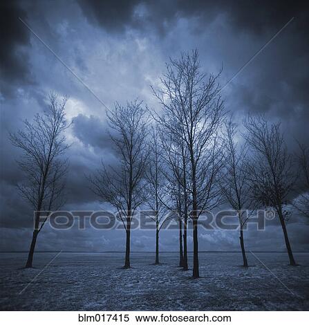 Bare trees in snowy landscape View Large Photo Image Stock Photography - Bare trees in snowy landscape. Fotosearch