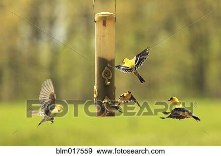 Stock Photo - Birds using bird feeder outdoors. Fotosearch