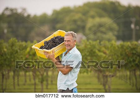 Caucasian farmer carrying grapes in vineyard View Large Photo Image Stock Image - Caucasian farmer carrying grapes in vineyard. Fotosearch