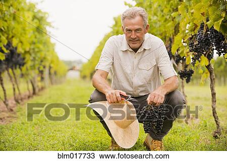 Caucasian farmer examining grapes in vineyard View Large Photo Image Stock Image - Caucasian farmer examining grapes in vineyard. Fotosearch