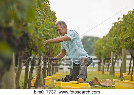 Stock Photo - Caucasian farmer picking grapes in vineyard. Fotosearch