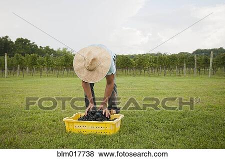 Caucasian farmer with crate of grapes in vineyard View Large Photo Image Stock Photo - Caucasian farmer with crate of grapes in vineyard. Fotosearch