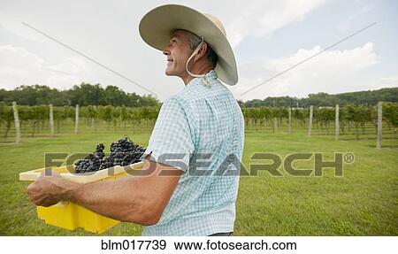 Stock Photo - Caucasian farmer with crate of grapes in vineyard. Fotosearch