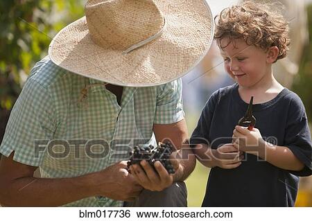 Caucasian man and son in vineyard View Large Photo Image Stock Photograph - Caucasian man and son in vineyard. Fotosearch