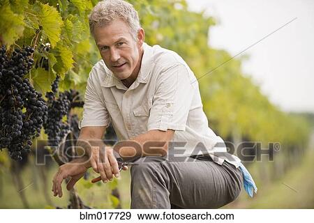 Stock Photo - Caucasian man picking grapes in vineyard. Fotosearch