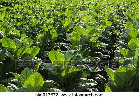 Close up of crops growing in field View Large Photo Image Stock Image - Close up of crops growing in field. Fotosearch