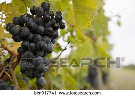 Stock Image - Close up of grapes on vine. Fotosearch