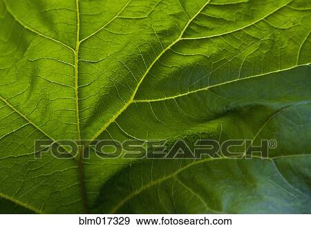 Stock Photo - Close up of veins in green leaf. Fotosearch