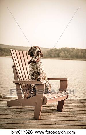 Dog sitting in chair on wooden dock View Large Photo Image Stock Photograph - Dog sitting in chair on wooden dock. Fotosearch