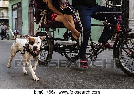Dog walking alongside rickshaw on city street View Large Photo Image Stock Photo - Dog walking alongside rickshaw on city street. Fotosearch