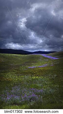 Flowers growing in rural field under storm clouds View Large Photo Image Stock Image - Flowers growing in rural field under storm clouds. Fotosearch