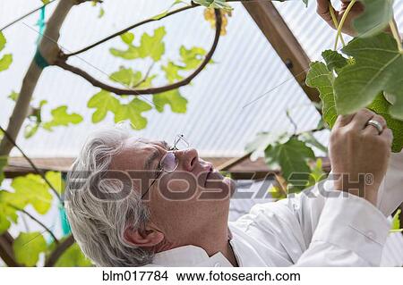 Hispanic scientist examining plants in greenhouse View Large Photo Image Picture - Hispanic scientist examining plants in greenhouse. Fotosearch