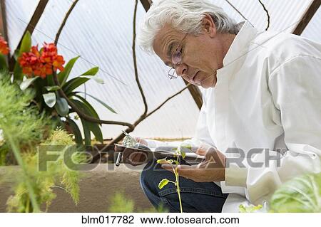 Stock Image - Hispanic scientist examining plants in greenhouse. Fotosearch