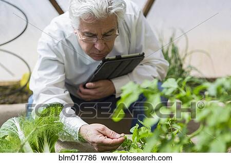 Stock Photograph - Hispanic scientist examining plants in greenhouse. Fotosearch