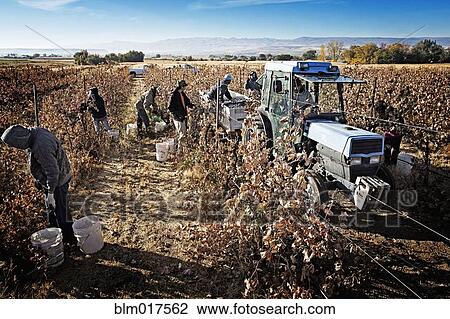 Stock Image - Hispanic worker harvesting grapes in field. Fotosearch