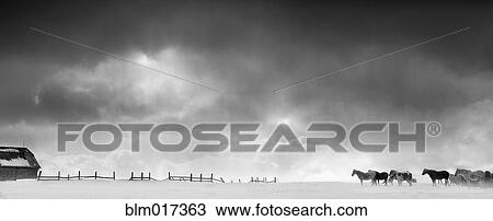 Horses and wooden fence in snowy landscape View Large Photo Image Stock Image - Horses and wooden fence in snowy landscape. Fotosearch