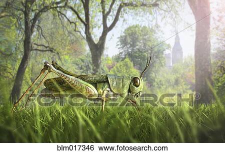 Stock Photograph - Illustration of cricket in grass. Fotosearch