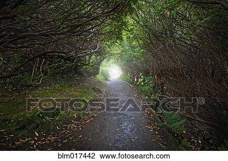 Paved road in forest View Large Photo Image Stock Image - Paved road in forest. Fotosearch