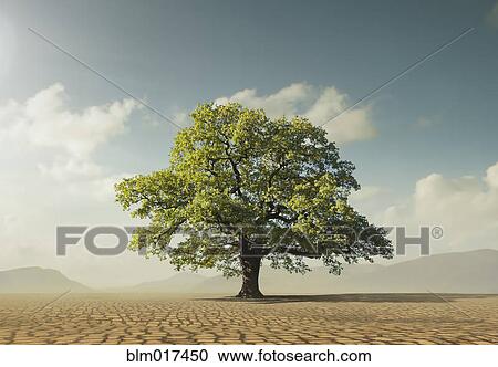 Tree growing in desert View Large Photo Image Stock Image - Tree growing in desert. Fotosearch