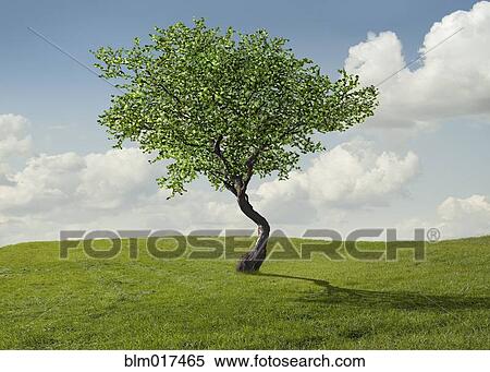 Stock Photography - Tree growing in rural landscape. Fotosearch