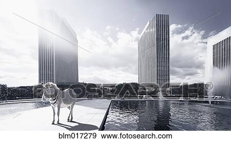 Zebra on platform in urban park View Large Photo Image Stock Photo - Zebra on platform in urban park. Fotosearch