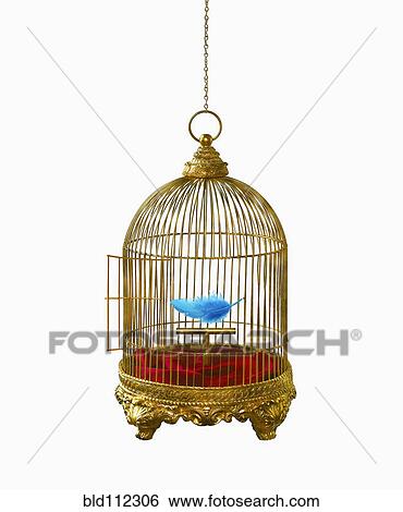 Blue feather in empty birdcage View Large Photo Image Stock Photograph - Blue feather in empty birdcage. Fotosearch