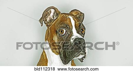 Stock Photo - Close up of dog's face. Fotosearch