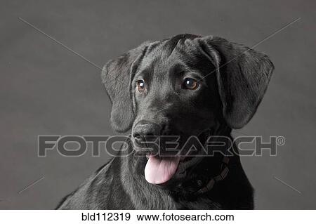 Stock Photo - Close up of dog's panting face. Fotosearch