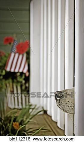 Stock Photograph - Dog's nose peeking out from fence posts. Fotosearch