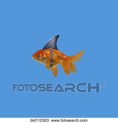 Goldfish wearing shark fin View Large Photo Image Stock Image - Goldfish wearing shark fin. Fotosearch
