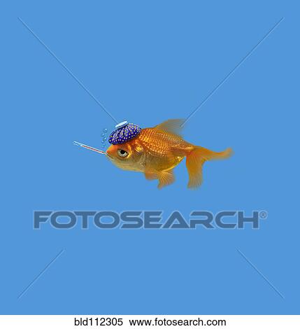 Goldfish with thermometer and hot compress View Large Photo Image Stock Photography - Goldfish with thermometer and hot compress. Fotosearch