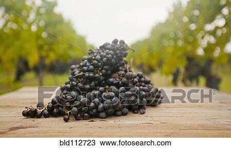 Grapes on table outdoors View Large Photo Image Stock Image - Grapes on table outdoors. Fotosearch