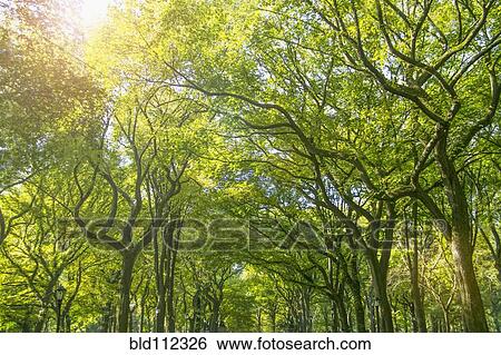 Stock Photograph - Green treetops in park. Fotosearch