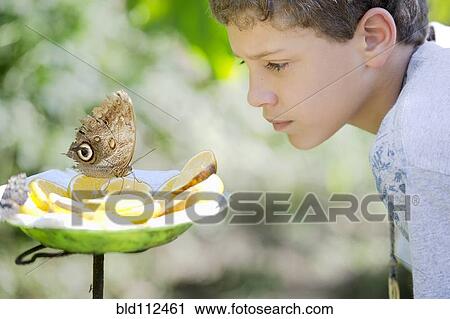 Hispanic boy admiring butterfly on lemon slices View Large Photo Image Stock Image - Hispanic boy admiring butterfly on lemon slices. Fotosearch